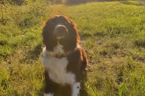 Chien perdu , photo : Chien perdu: Saphir, Border collie