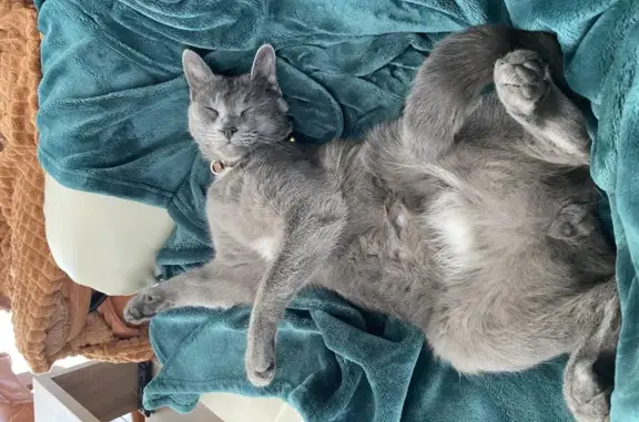 Chat perdu, Reignier-Ésery, photo: Avis de recherche: Chat Tio