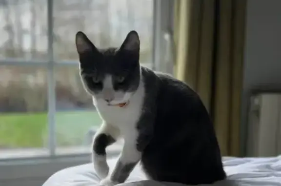 Chat perdu, , photo: Chaton gris perdu à Warlaing