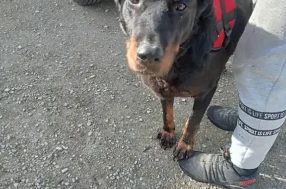 Chienne beauceron perdue retrouvée - photo