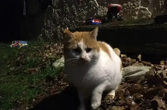 Chat roux et blanc trouvé - photo