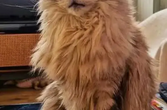Animaux perdus Créteil, photo: Chat Maincoon Perdu à Créteil