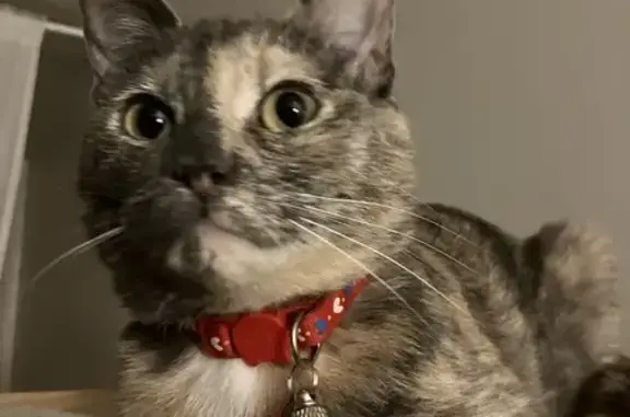Animaux perdus Courbevoie, photo: Chatte écaille perdue à Bécon