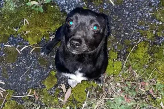 Chiot noir perdu à Arcangues - photo