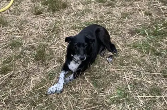 Chien perdu Plabennec, photo : Chien perdu à Kergoat, Plabennec