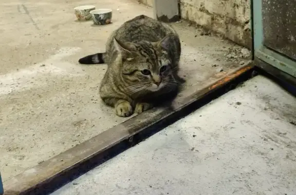 Chat tigré adulte trouvé à Izieux - photo