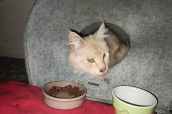 Chat beige trouvé à Wasquehal - photo