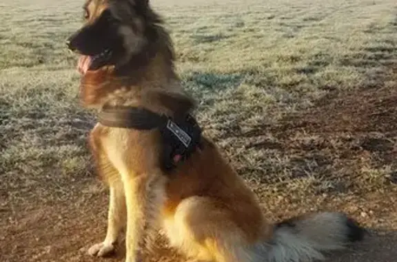 Chien perdu , photo : Pumbo, Tervueren perdu à Loisy