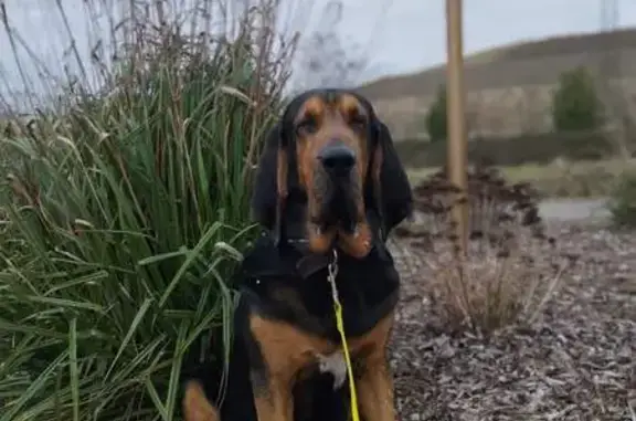 Chien perdu , photo : Samy, Saint-Hubert perdu D52