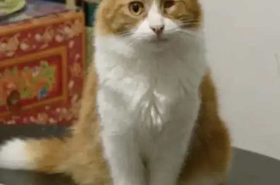Chat perdu, Pordic, photo: Chat borgne roux disparu à Pordic