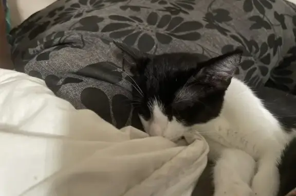 Animaux perdus Villersexel, photo: Chat noir et blanc perdu