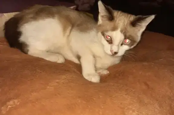 Chaton soigné trouvé à Roanne - photo