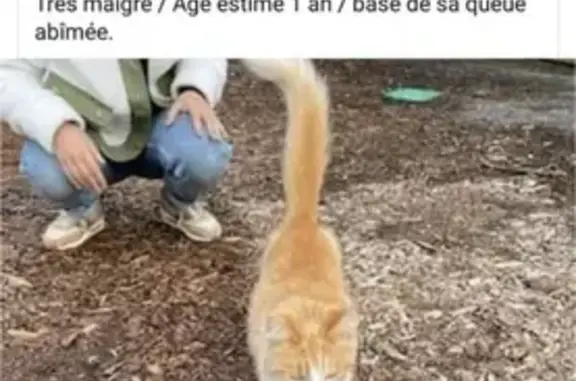 Animaux perdus , photo: Chat pucé volé - Récompense