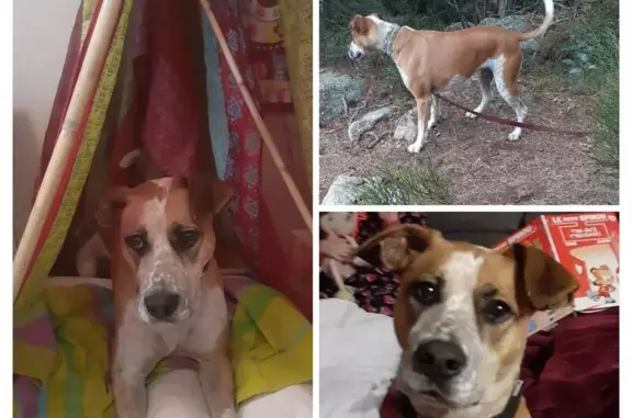 Chien perdu Béziers, photo : Boxer croisé perdu à Béziers