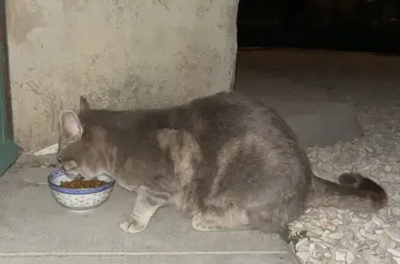 Chat gris perdu à Cucuron - photo