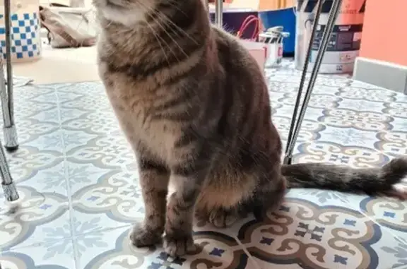 Chat perdu, Saint-Gervais-les-Bains, photo: Chat Gribouille perdu - Gris tigré
