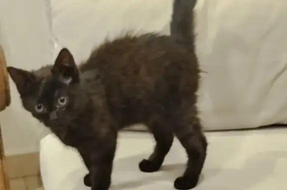 Animaux trouvés , photo: Chaton trouvé chez Lemoine