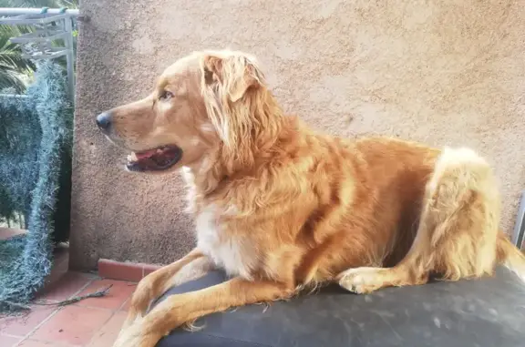 Chien perdu Mandelieu-la-Napoule, photo : Chien blessé disparu à Mandelieu