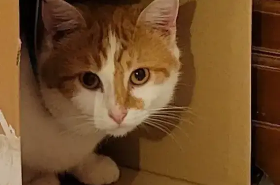 Animaux perdus Orléans, photo: Chat roux/blanc perdu à Orléans
