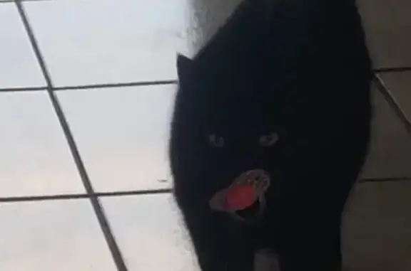 Chat perdu, La Charité-sur-Loire, photo: Chat noir perdu, La Charité-sur-Loire