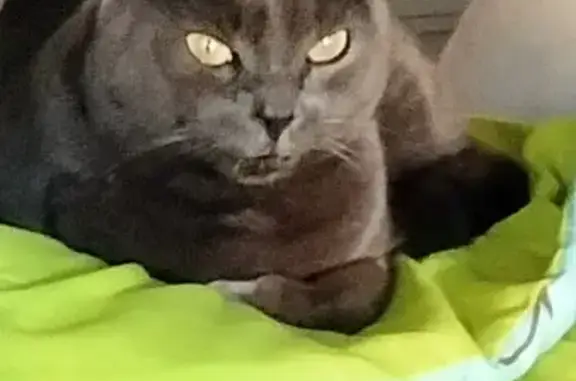 Chat perdu, Salernes, photo: Chat chartreux craintif perdu
