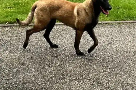 Chien trouvé Peaugres, photo: Chienne malinois trouvée à Peaugres