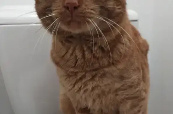 Chat trouvé Rennes, photo: Chat roux mâle perdu à Rennes