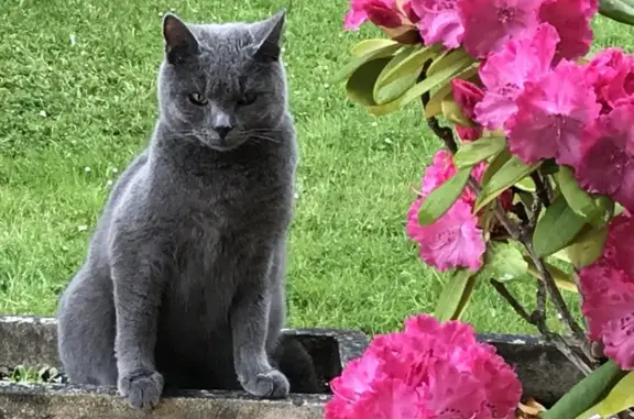 Chat perdu, Nogent-sur-Marne, photo: Chat Chartreux perdu à Nogent