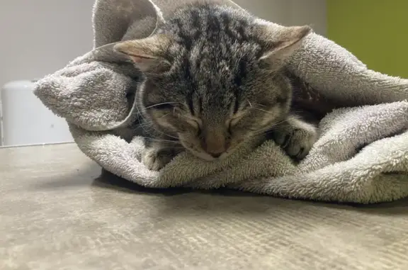 Chat blessé sauvé et soigné - photo