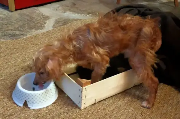 Petit chien âgé et aveugle trouvé - photo