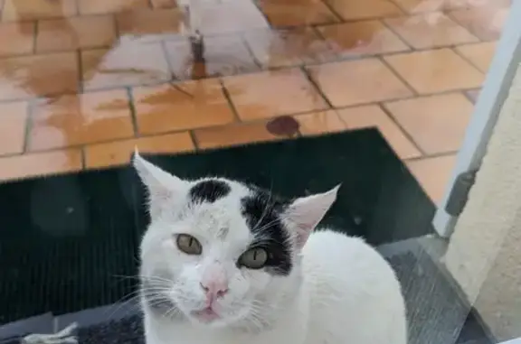 Chat noir et blanc trouvé à Pithiviers - photo