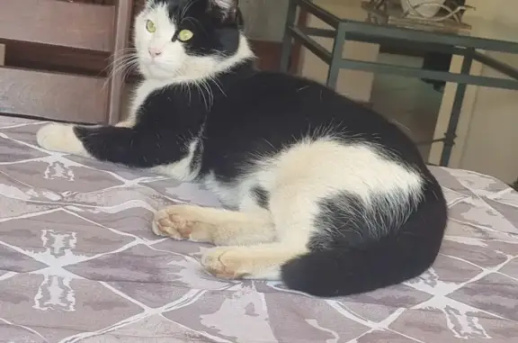 Lost Cat Max: Chipped & Neutered - Help Find!