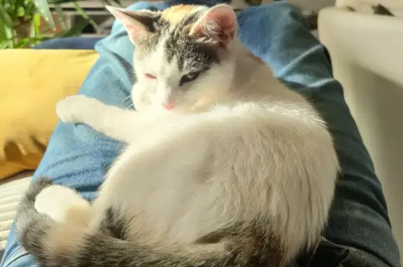 Chat perdu, L'Isle-Jourdain, photo: Chaton tricolore perdu - Opéré