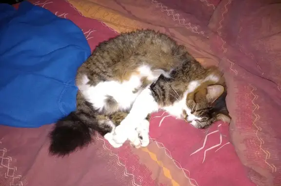 Chat perdu, Quimper, photo: Chatte grise tabby perdue à Quimper