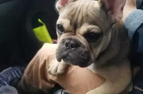 Bouledogue froment trouvé à Malemort - photo