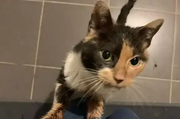 Chat écaille trouvé près de Niort - photo
