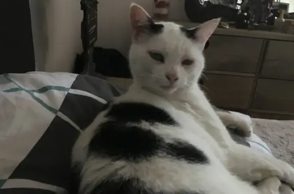 Chat perdu, Brive-la-Gaillarde, photo: Chat blanc-noir perdu à Brive