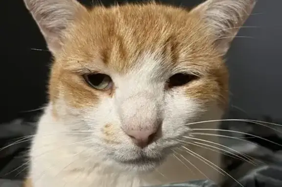 Chat trouvé La Chapelle-de-Guinchay, photo: Chat blanc/roux Mao perdu