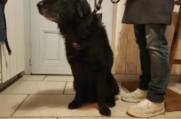 Chien trouvé Cognac, photo: Chien noir âgé trouvé à Cognac