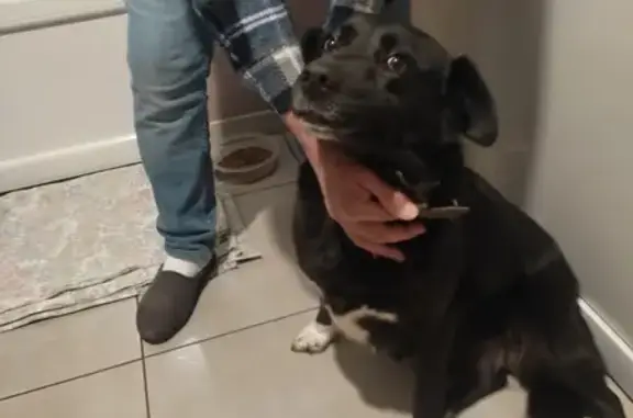 Animaux trouvés , photo: Labrador noir perdu à Peyzieux