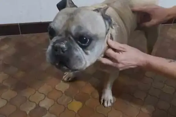 Chien trouvé Thouars, photo: Bouledogue marron perdu à Thouars