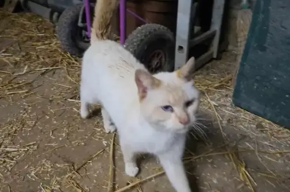 Chat blanc/roux perdu à Ledinghem - photo