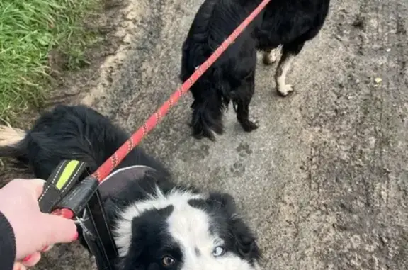 Animaux perdus , photo: Disparition Border Collies à Teurthéville