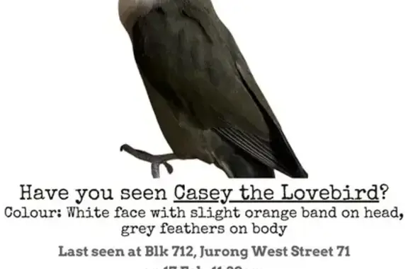 Lost! Peace-faced Lovebird in Jurong West