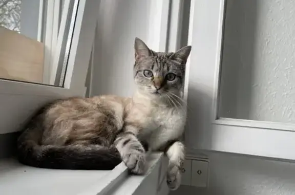 Animaux perdus Lutterbach, photo: Athena, chat crème perdu à Lutterbach