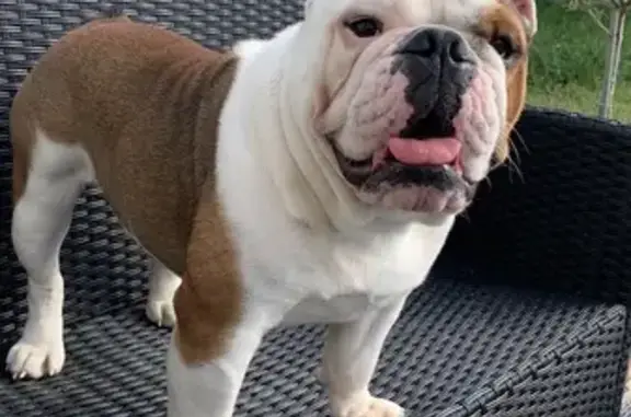 Animaux perdus Marly, photo: Pacha, Bouledogue perdu à Marly