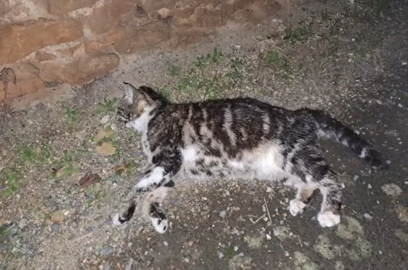 Chat rayé gris/blanc perdu et mort - photo
