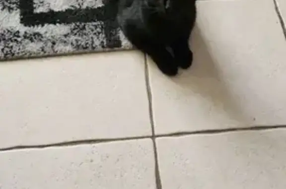 Animaux perdus , photo: Mimi, chat noir perdu, La Vieille-Loye