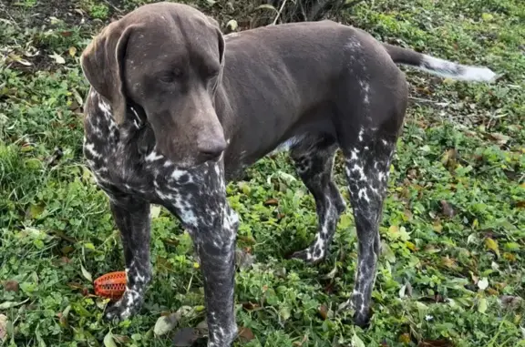 Chien perdu Villette-de-Vienne, photo : Chien et chienne braques perdus