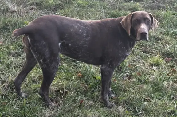 Chien perdu Villette-de-Vienne, photo : Disparition de Nina et Rio